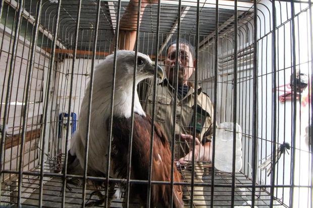 Google, TikTok, Alibaba, perusahaan kripto lacak perdagangan satwa liar ilegal